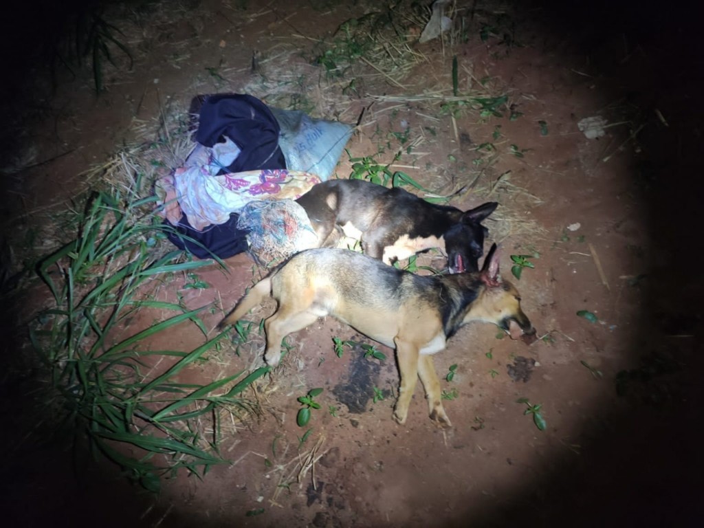 Cachorros-mortos-Batagaussu-15-de-julho-de-2021-1536x1152-1