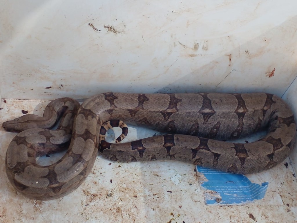 Jiboia-captura-CG-3-de-junho-de-2021-2