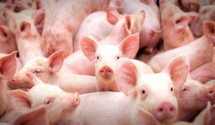 Suinos_19732-768x402-730x425-1