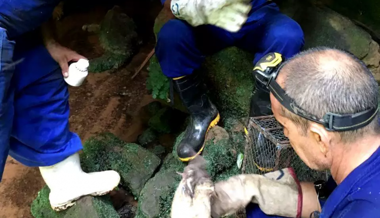 Tecnicos-capturam-morcegos-750x430-1