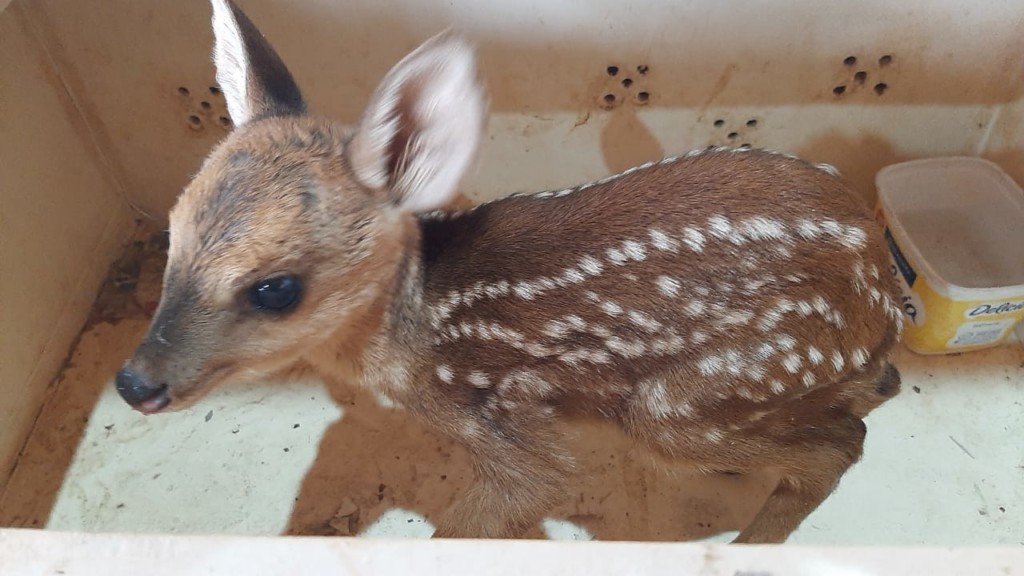 imagem-veado-jardim-1