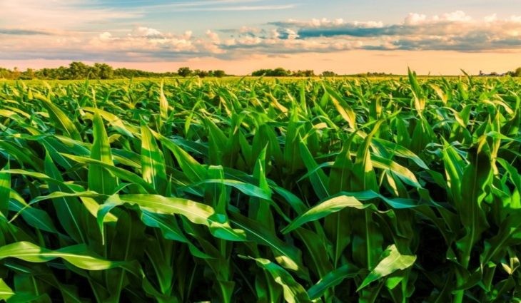 safrinha-768x425-730x425-1