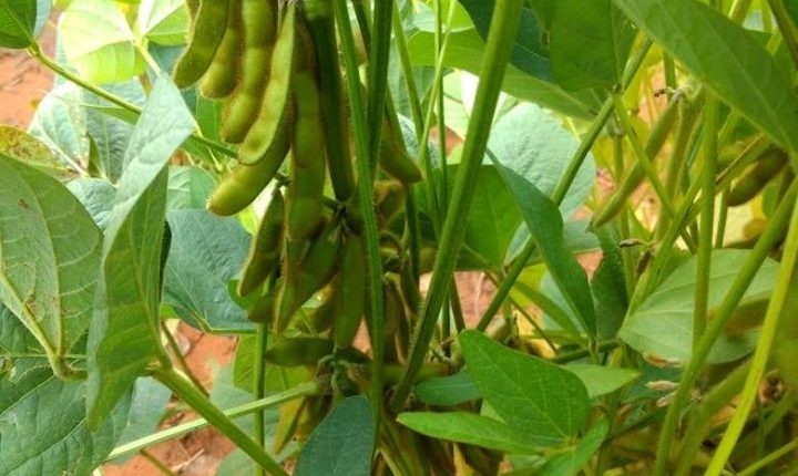 visita-lav.-soja4-720x430-1