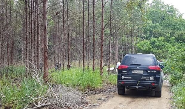 eucalipto-glacieri-carrareto-ilustrativa