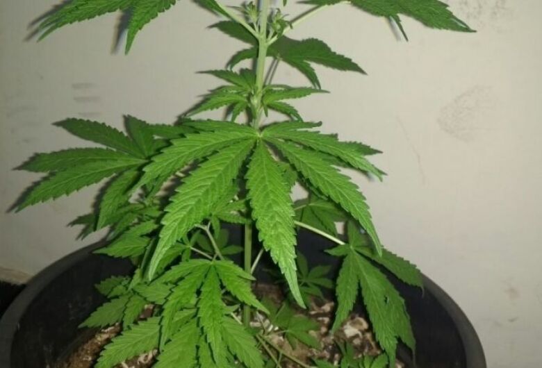 maconha_1
