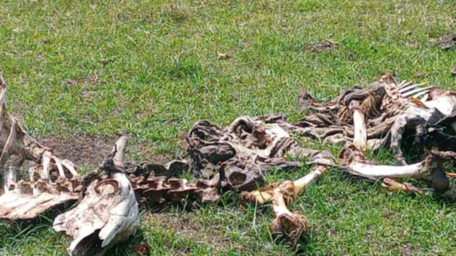 Fazendeiro-no-Pantanal-e-multado-em-R-231-mil-ao-matar-16-cabecas-de-gado-e-deixar-446-com-fome_Divulgacao-PMA1 (1)