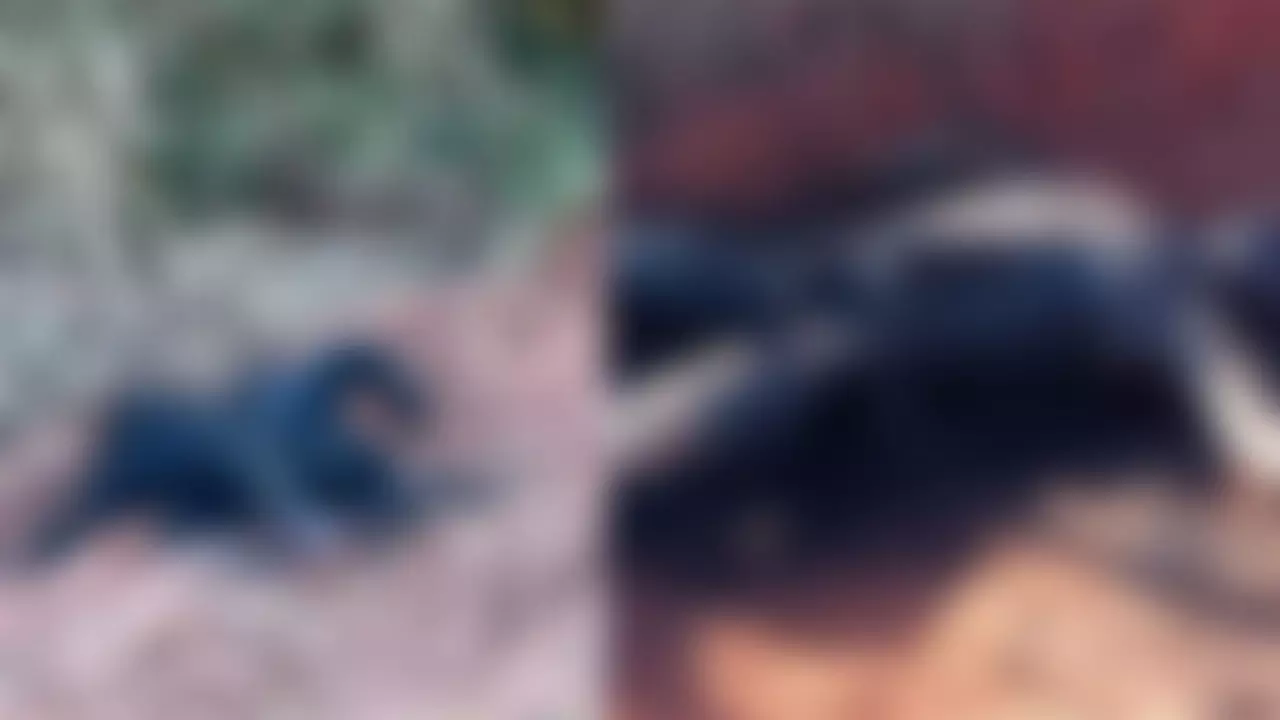 corpos-carbonizados-tres-lagoas-radio-cacula