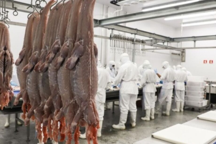 frigorifico-de-jacare (3)