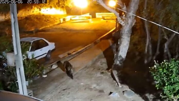 onca-mirante-capivara