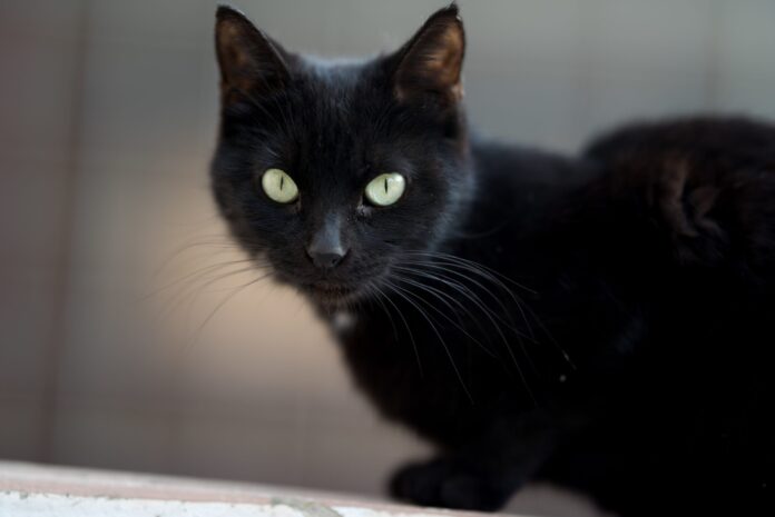 Closeup shot of a black cat calmly lying on the ground and looking straight at the camera