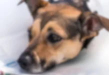 Cachorro é amarrado e castrado com faca no meio da rua no interior de MS