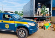 1,5 tonelada de maconha é apreendida em caminhão na BR-267