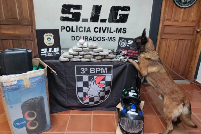 cachorro drogas