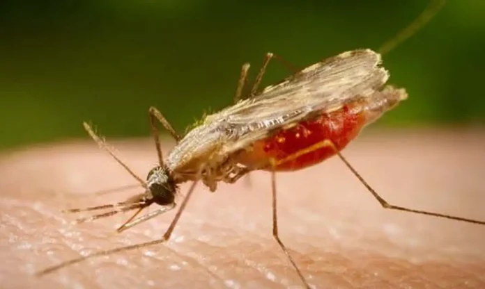 anopheles.portalbiologia