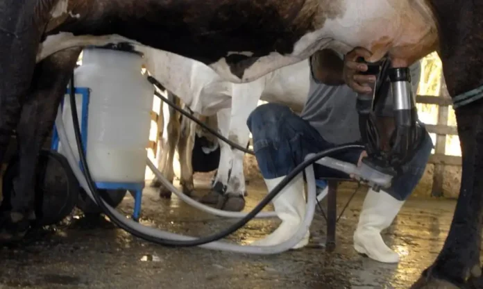 ordenha_de_vaca